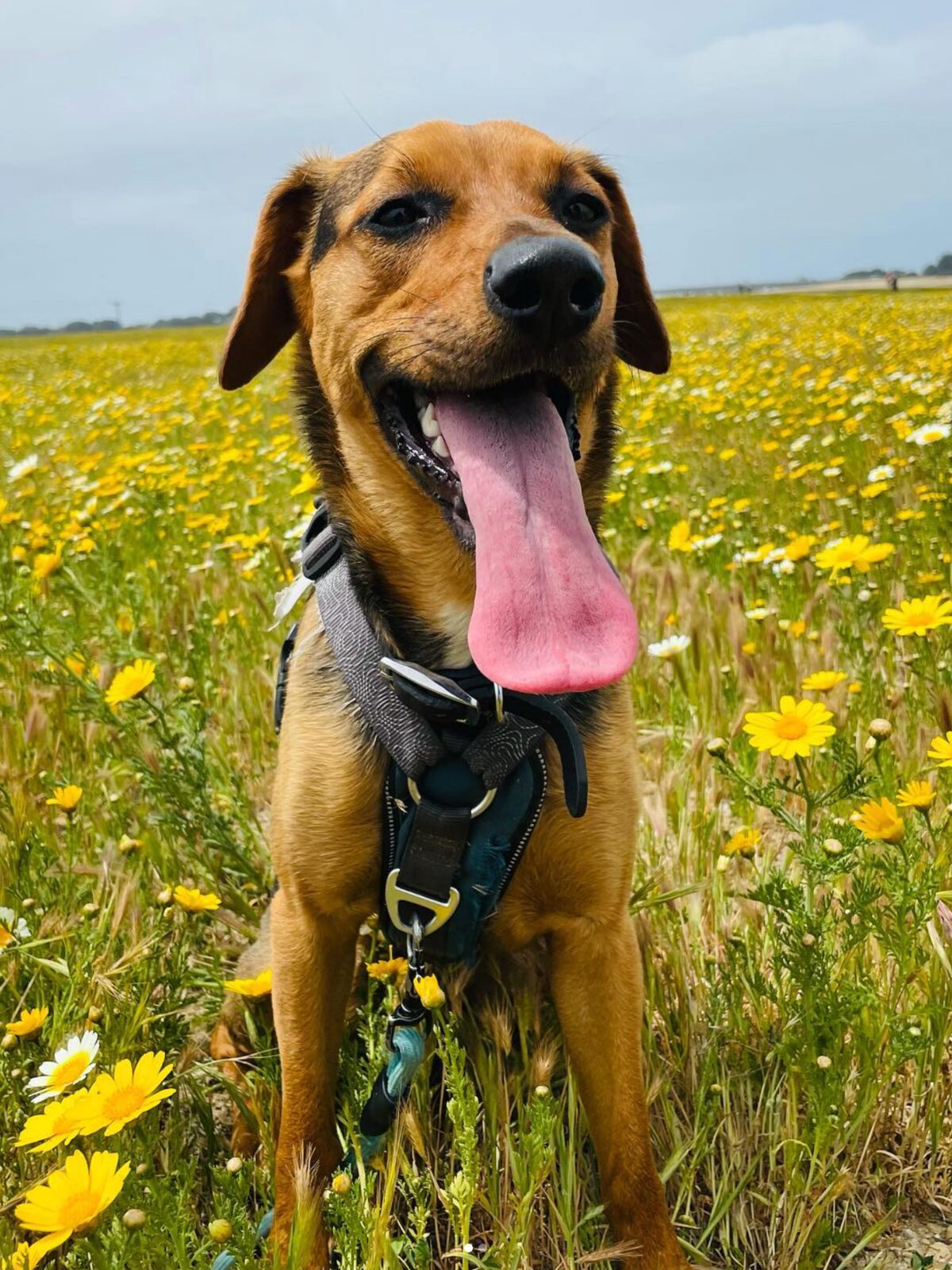 Luna Petunia, a German Shepherd Chihuahua rescue, sitting in a field of daisies